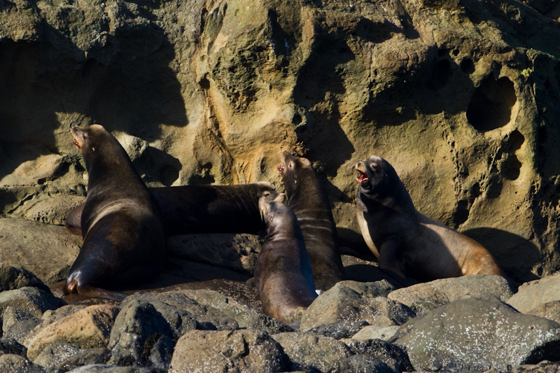 California Sea Lions